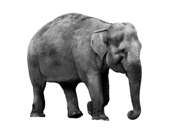 Black White Portrait African Elephant White Background Wild Animal — Stock Photo, Image
