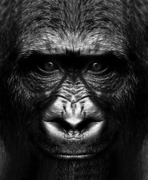 Portrait Noir Blanc Singe Gorille Gros Plan — Photo