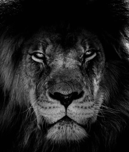 Portrait Beautiful African Lionin Black White — Stock Photo, Image