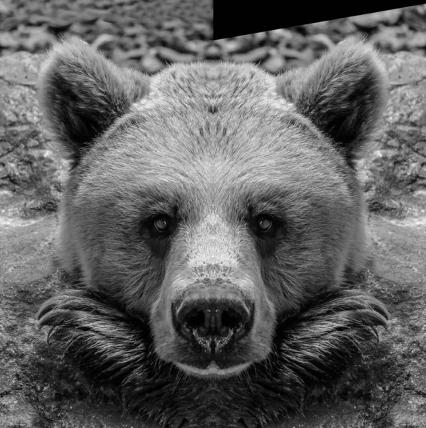 黒でクマの肖像画を閉じる背景 — ストック写真