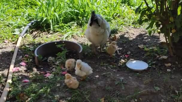 Tavuk Annesi Tavuklarıyla Kümes Hayvanları Bahçesinde Tahıl Gagalıyor — Stok video