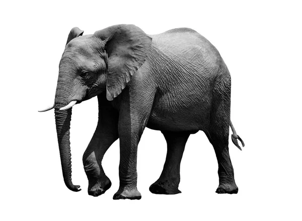 Retrato Preto Branco Elefante Africano Sobre Fundo Branco Animais Selvagens — Fotografia de Stock