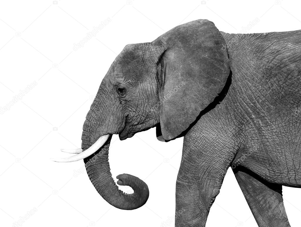 Black and white portrait of an African elephant on a white background. Wild animal.