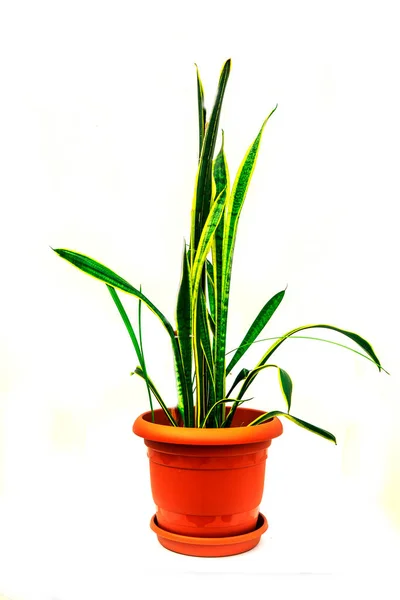 Prachtige Sansevieria Plant Pot Witte Achtergrond Home Decor — Stockfoto
