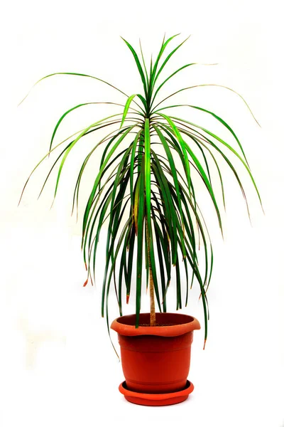Dracaena marginata beyaz arka planda izole edilmiş bir saksı bitkisi..