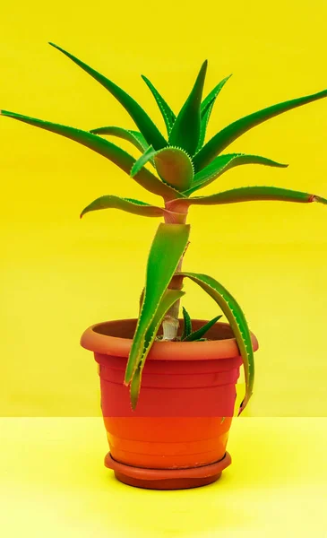 Green Aloe Vera Deixa Fundo Amarelo Desfocado Com Espaço Para — Fotografia de Stock