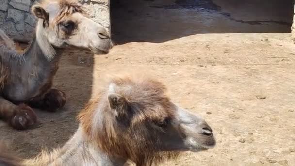 Camelos Jazem Quintal Dia Ensolarado — Vídeo de Stock