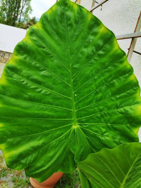 Arkasında ışık olan yeşil Yaprak dokusu.