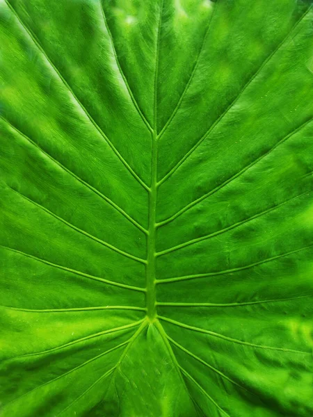 Zöld Levél Textúra Háttér Fény Mögött — Stock Fotó