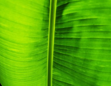 Arkasında ışık olan yeşil Yaprak dokusu.