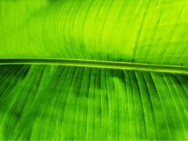 Arkasında ışık olan yeşil Yaprak dokusu.