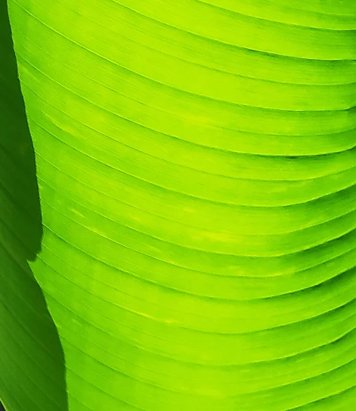 Zelené Listy Textury Pozadí Světlem Vzadu — Stock fotografie