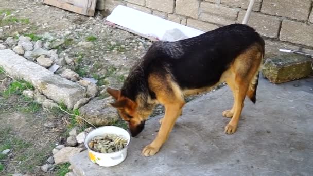 Primo piano di un enorme pastore tedesco adulto su una catena nel cortile, mangiare un grande osso con carne che si morde le zanne e leccare la lingua deliziosa carne — Video Stock