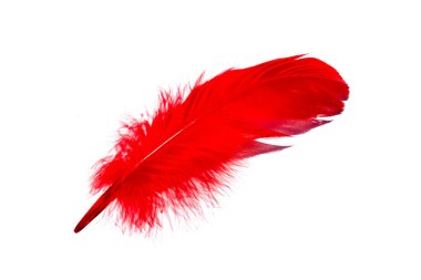 Kırmızı yalıtılmış düşen tüy, yakından. Beyaz arka planda egzotik, tropikal kuş tüyü. Moda dergisi güzel kapak, kartpostal konsepti. Yıl Rengi 2020