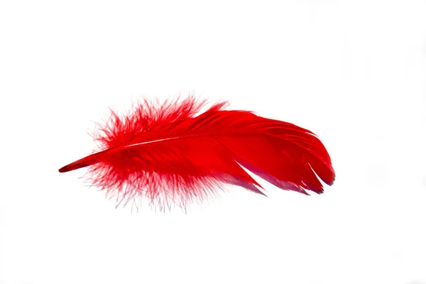 Red Isolated Falling Feather Close Exotic Tropical Bird Macro Feather — Stock Photo, Image