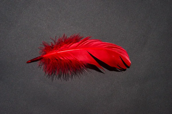 Red feather close up. Fashion, zoology, ornithology magazine cover concept. Exotic, tropical bird macro feather on black background. Accessories, clothes decoration artificial material texture.