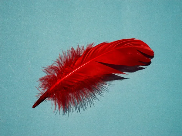 Rode Kunstveren Van Dichtbij Exotische Tropische Vogelvleugelveer Blauwe Achtergrond Mode — Stockfoto