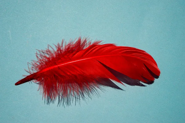 Pluma Artificial Roja Cerca Pluma Exótica Ala Ave Tropical Sobre — Foto de Stock