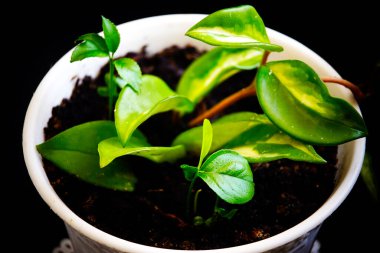 Siyah arka planda beyaz tencerede yeşil bitki