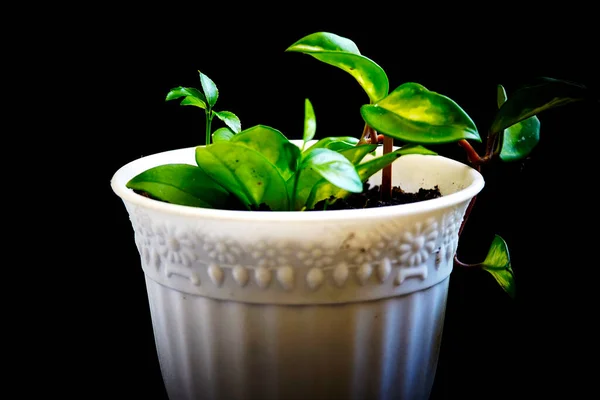 Planta Verde Pote Branco Fundo Preto — Fotografia de Stock