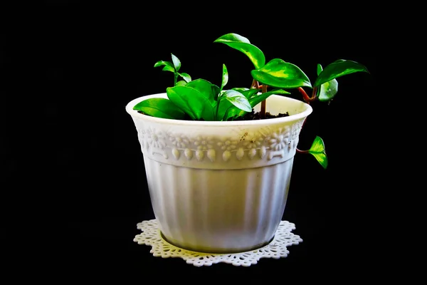 Groene Plant Een Witte Pot Een Zwarte Achtergrond — Stockfoto