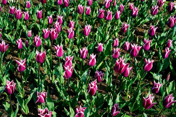 城市公园里的红 五彩缤纷的郁金香 — 图库照片