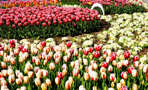 Tulipanes Rojos Amarillos Coloridos Parque — Foto de Stock