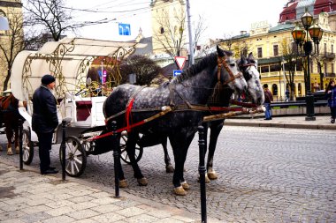 Lviv, Ukrayna-15 Mart 2016: Şehrin tarihi merkezinde yürüyüş için at arabaları