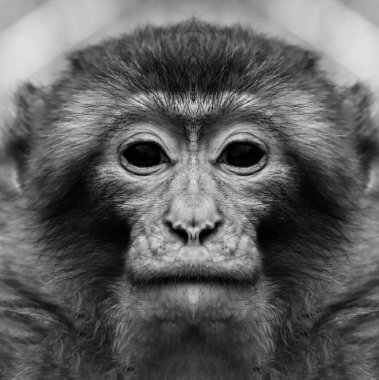 Kameraya yakından bakan bir maymunun güzel siyah beyaz portresi. Macaca