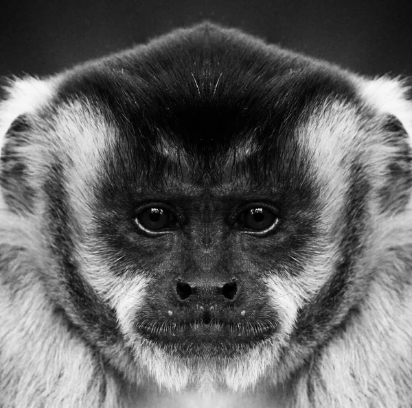 Beau Portrait Noir Blanc Singe Bout Portant Qui Regarde Caméra — Photo