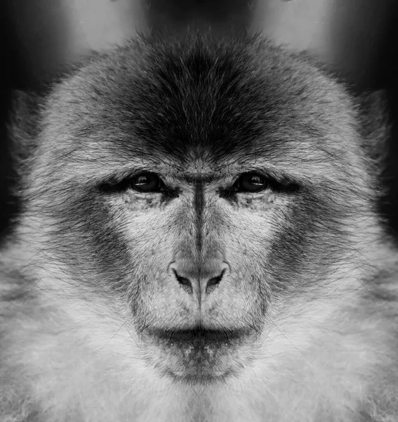 카메라를 가까이 원숭이의 아름다운 초상화입니다 바바리 — 스톡 사진