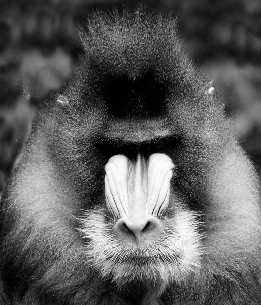 Krásný Černobílý Portrét Opice Zblízka Která Dívá Kamery Paviánské Opice — Stock fotografie