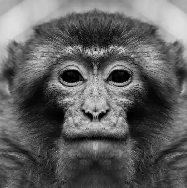 Ein Wunderschönes Schwarz Weiß Porträt Eines Affen Aus Nächster Nähe — Stockfoto