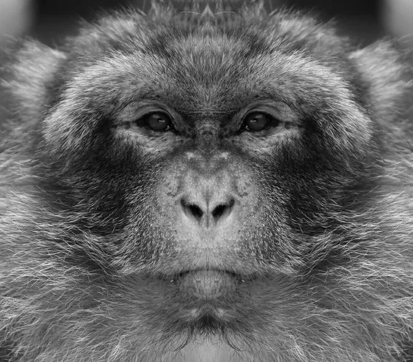 Beau Portrait Noir Blanc Singe Bout Portant Qui Regarde Caméra — Photo