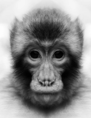 Kameraya yakından bakan bir maymunun güzel siyah beyaz portresi. Macaca