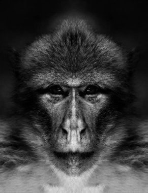 Kameraya yakından bakan bir maymunun güzel siyah beyaz portresi..