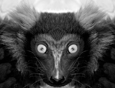 Kameraya yakından bakan bir maymunun güzel siyah beyaz portresi. Lemur..