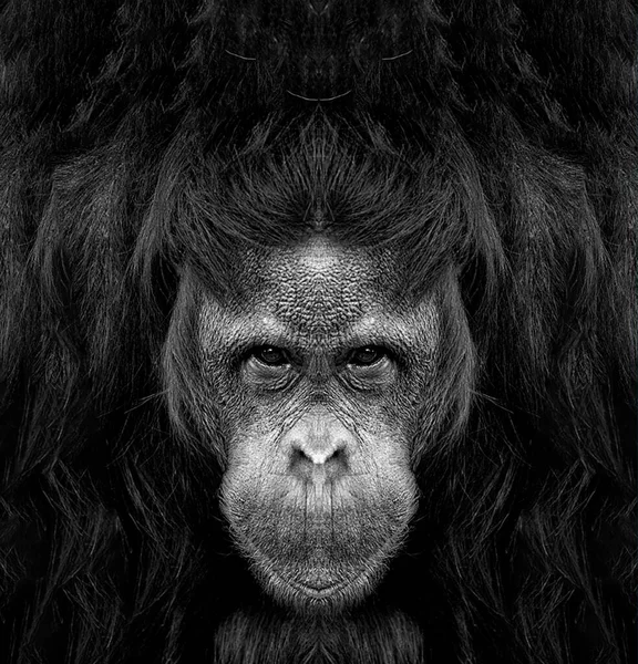 Belo Retrato Preto Branco Macaco Curta Distância Que Olha Para — Fotografia de Stock