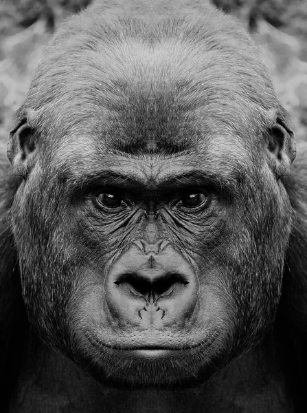 Kameraya Yakından Bakan Bir Maymunun Güzel Siyah Beyaz Portresi Goril — Stok fotoğraf