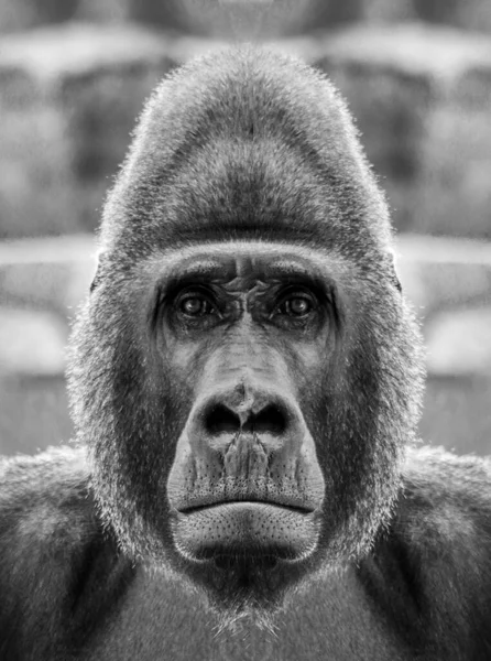 Гарний Чорно Білий Портрет Мавпи Зблизька Яка Дивиться Камеру Горилла — стокове фото