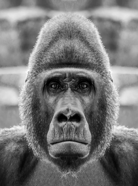 A beautiful black and white portrait of a monkey at close range that looks at the camera. Gorilla.