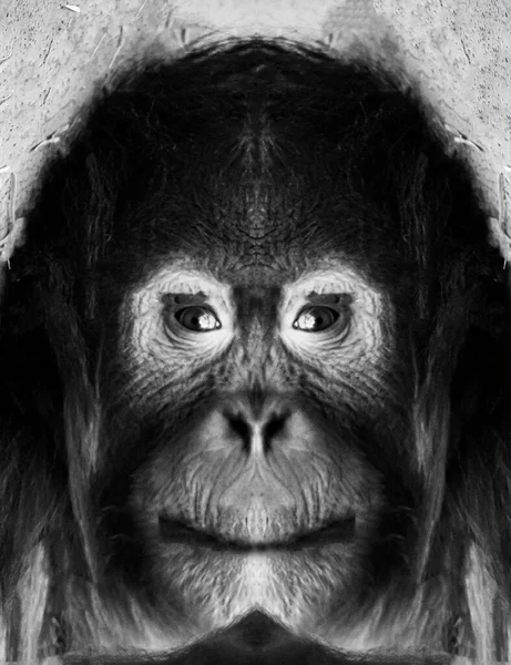 Belo Retrato Preto Branco Macaco Curta Distância Que Olha Para — Fotografia de Stock