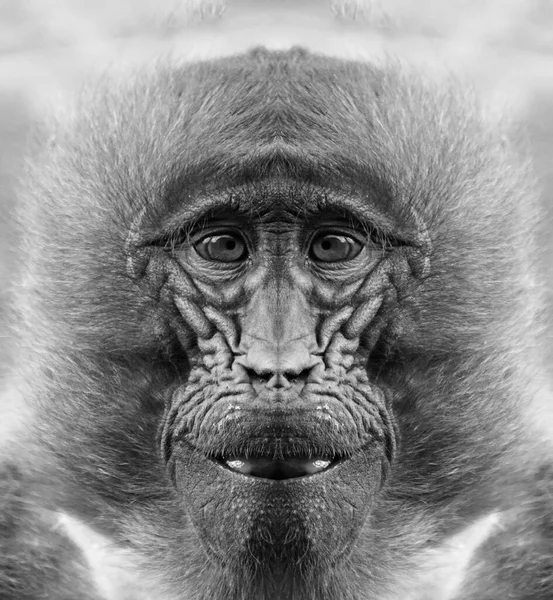 Belo Retrato Preto Branco Macaco Curta Distância Que Olha Para — Fotografia de Stock