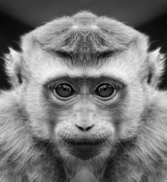 Un beau portrait noir et blanc d'un singe à bout portant qui regarde la caméra. Macaca. — Photo