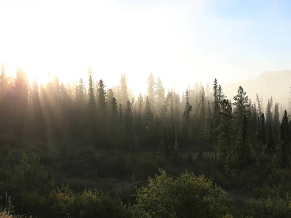 Туманний тундри ліс — стокове фото