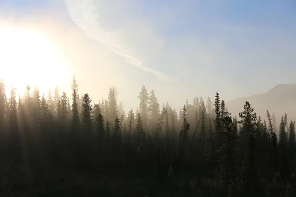 Tundra ködös erdő — Stock Fotó