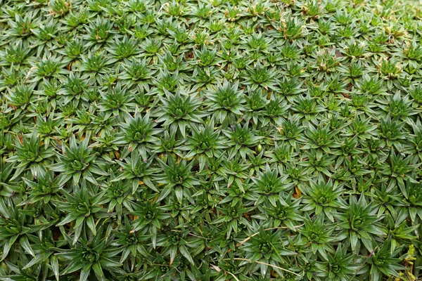 コロンビアのジャングルの緑の苔の種類 — ストック写真