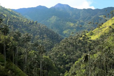 Cocora Vadisi büyüleyici bir manzara tarafından ünlü dev mum avuç içi kuleli. : Salento, Colombia