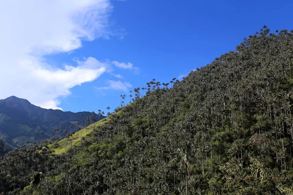 Vale de Cocora uma paisagem encantadora towered sobre pelas palmeiras gigantes famosas da cera. Salento, Colômbia — Fotografia de Stock