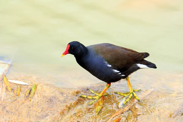 Обыкновенная Морская Курица Gallinula Chloropus Известная Болотная Курица Является Птицей — стоковое фото